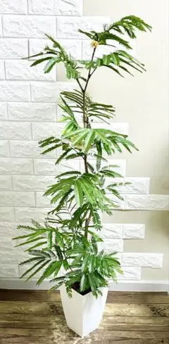 エバーフレッシュ 145cm 8号 Spiral tree form エバーフレッシュ 145cm Spiral tree form8号 - メルカリ