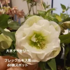 訳あり」クリスマスローズ 小苗 SDピエラ セルフ - メルカリ