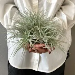 2026年最新】ヒルダエの人気アイテム - メルカリ