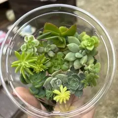 多肉植物　寄せ植えセット　カット苗　多肉弁当