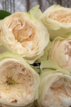 Whitby Abbey 激レアバラ 新品種 人気薔薇 切り花 メルカリ便 - メルカリ