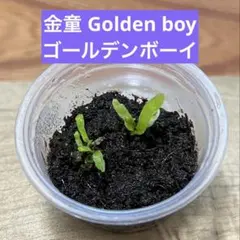 2025年最新】金童 胞子の人気アイテム - メルカリ