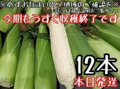本日朝採り！とうもろこし☆ピュアホワイト12本（白いとうもろこし）のサムネイル
