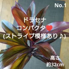 No.1【観葉植物】コンパクタ(ストライプ模様あり♪)♥️カット苗木約32cm