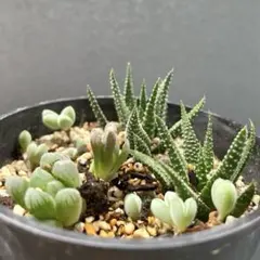 多肉植物　詰め合わせ　ミニ　碧魚連　ハオルチア　オブツーサ　他のサムネイル