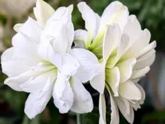 Miyuki様 リクエスト 2点 まとめ商品