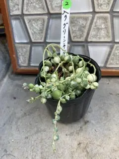 斑入りグリーンネックレス②