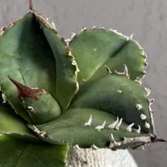 【現品販売】アガベ 鰐亀 OC株 ブツブツ 幅広鋸歯 現品販売】アガベ 鰐亀 OC株 ブツブツ 幅広鋸歯 2026年最新】アガベ鰐亀