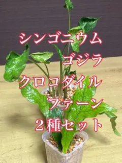 2025年最新】シンゴニウム ゴジラの人気アイテム - メルカリ