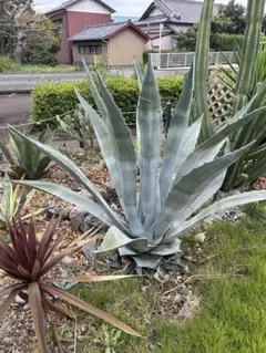 トコちゃんさん専用❣️子株2つ❣️特大美株❣️アガベ アメリカーナ 華厳 2025年最新】アガベ 華厳の人気アイテム - メルカリ