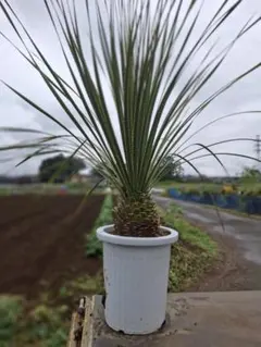 フィリフェラ ユッカ 幹立ち 9号 大株 観葉植物 ドライガーデン - メルカリ