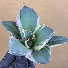 2026年最新】アガベ 白鯨 ボールの人気アイテム - メルカリ