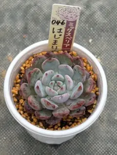 おらいさん苗 はじまりの花のサムネイル