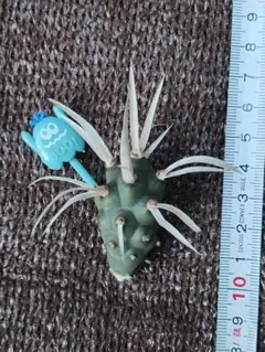 2025年最新】テフロカクタスの人気アイテム - メルカリ