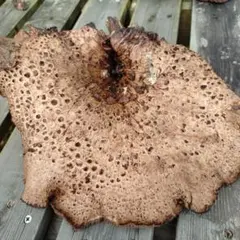 みかん【岩手県産】香茸1.2kg みかん様専用【岩手県産】香茸1.2kg ①天然香茸 1kg 岩手