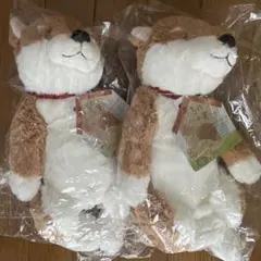 うちのハル君です