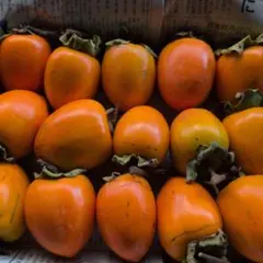 干し柿用渋柿　蜂屋柿　14〜15個 宅急便コンパクトいっぱい！