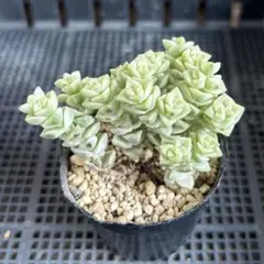 多肉植物　クラッスラ　パステル　カット苗　5
