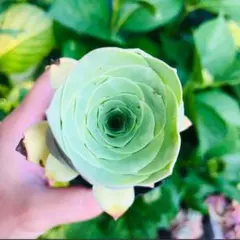 グラスローズ　大苗　グリーノビア　多肉植物のサムネイル