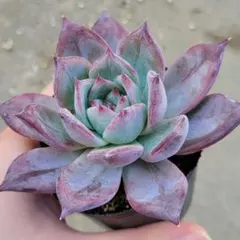 【サービス品@980】コロラータ ナウアラ 2025年最新】コロラータ ナウアラの人気アイテム - メルカリ