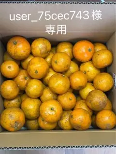 専用S多めたんかん