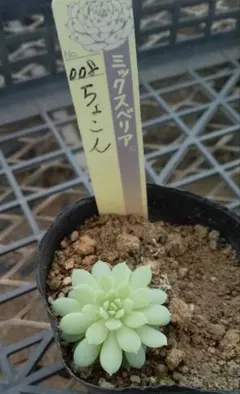 ちょこん　札付き　多肉　おらいさんミックスベリア 大好きなミックスべリアちょこんについて | ブログ版