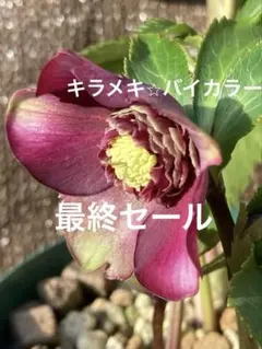 2026年最新】キラメキ クリスマスローズの人気アイテム - メルカリ