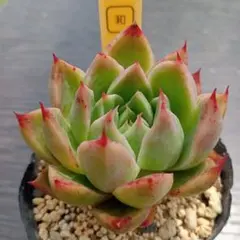 hikaru様 リクエスト 3点 まとめ商品　速達