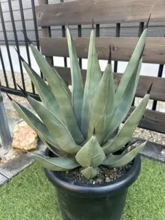 2025年最新】アガベ シャークスキンの人気アイテム - メルカリ