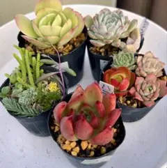 2.多肉植物　多肉セット　寄せ植え　初心者向け　多肉弁当