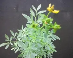 こたつ様 リクエスト 2点 まとめ商品