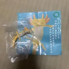 いきもん メキシコサンショウウオ（ウーパールーパーゴールデン）