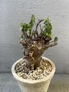 コミフォラアフリカーナ 現地株 発根済み 塊根植物 - メルカリ