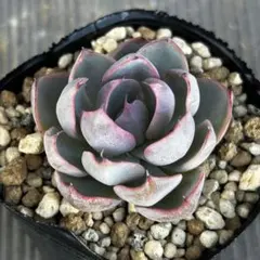 2025年最新】龍鱗蓮華の人気アイテム - メルカリ