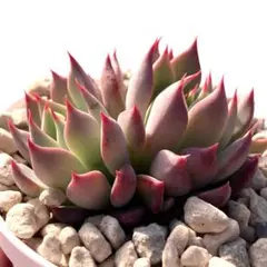 2025年最新】おらいさん苗 赤鬼の人気アイテム - メルカリ