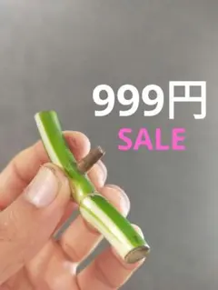 999SALE【N18】斑入りモンステラ ホワイトタイガー カット茎 成長点1つのサムネイル