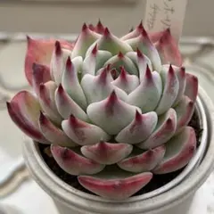 2025年最新】ty苗の人気アイテム - メルカリ