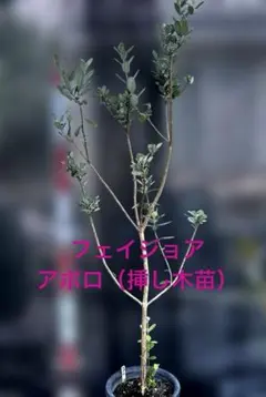 20 希少 フェイジョア アントワネット 挿し木苗 高さ70㌢程 証票付