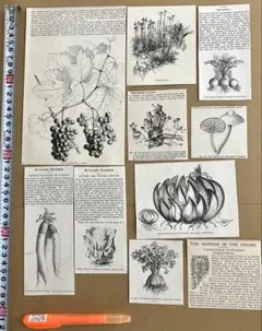 19世紀　イギリス　小さな切り抜き10枚　葡萄　野菜　花　茸　アンティーク紙物