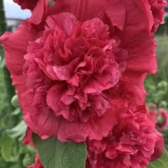 きみちゃん様 リクエスト 3点 まとめ商品