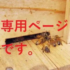 増量！【非加熱・生はちみつ】百花300g&セイタカ百花250gとれんげ250g