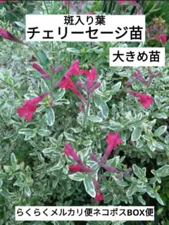 チェリーセージ(斑入り葉)苗
