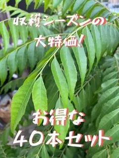 【徳用】カレーリーフ枝葉　40本セットのサムネイル