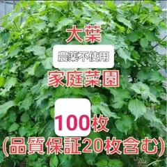 農薬不使用 大葉 100枚 家庭菜園 青じそ 無農薬のサムネイル