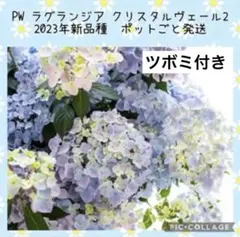 【花苗】PW正規品　蕾付き　ラグランジア　クリスタルヴェール2　タグ付き鉢毎発送のサムネイル