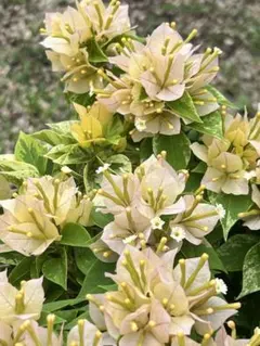 斑入りブーゲンビリア大苗No905 送料込み らくらくメルカリ便発送‼️ 斑入りブーゲンビリア大苗No905 送料込み らくらくメルカリ便発送‼️