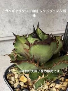 アガベ チタノタ レッドヴェノム ※説明欄必読 アガベ チタノタ レッドヴェノム(レッドベノム)【638
