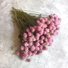ドライフラワー　千日紅　薄ピンク