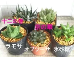 №3 ハオルチア抜き苗５種　オブツーサ　ラモサ　氷砂糖　十二の巻　京の華
