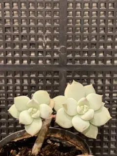 ❣️多肉植物❣️白牡丹❣️二頭木立美株❣️抜き苗❣️